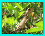 LIZARD