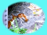 55 用草藥救他們星球的貓貓