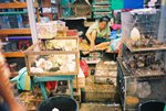 又兔又雀又鴨，亂晒