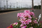 車站小花