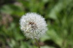 IMG_1656