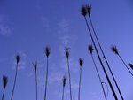 DSCN5388