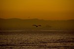 DSC_0081-1