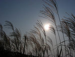 DSCN1296