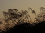 DSCN1322