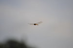 _DSC0691