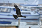_DSC8810