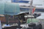 _DSC8933
