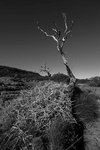 _D3D0780