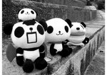 IMG_0872-b