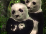 panda_10