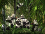 panda_12