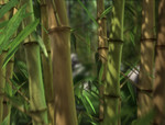 panda_5