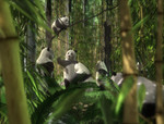 panda_6