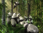 panda_7