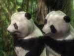 panda_9