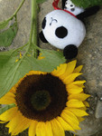 IMG_3239e2