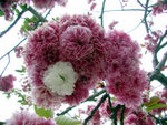 DSCN7786
