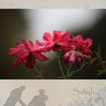 small-0159