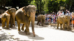 Elephant Orphanage
L10026855976 x 3992