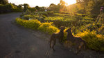 Sunrise in the Heritage Tea Factory Hotel
L10030015976 x 3992