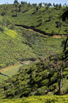 Ceylon Tea Plantation
L10030883992 x 5976