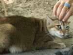 玩死貓
