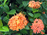 flower02
