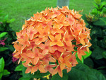 flower03