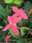flower04