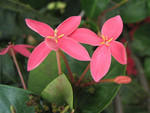 flower06