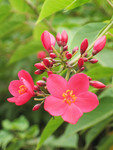 flower09