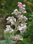 flower11