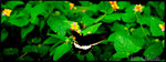 CRW_1587