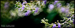 CRW_1624