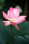CRW_3295