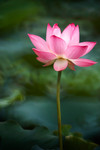 CRW_3335