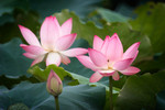 CRW_3352
