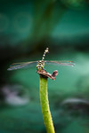 CRW_3423