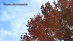 CRW_1128