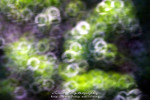 CRW_0930