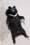 bearbear