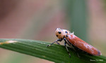 DSCN0020_smilebug2