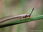 DSCN0103_likedragonflys1_1