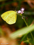 DSCN0029_fe