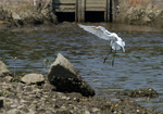 DSC_3241r