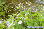 CRW_6519a copy