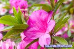 CRW_5907