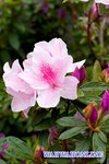 CRW_5908