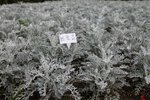 IMG_1066a